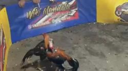 Dugaan Sarang Judi Sabung Ayam & Dadu Beromzet Puluhan Juta di Kecamatan Singingi Resahkan Warga, Kapolsek Janji Sikat!