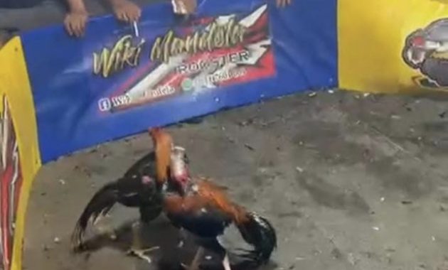 Dugaan Sarang Judi Sabung Ayam & Dadu Beromzet Puluhan Juta di Kecamatan Singingi Resahkan Warga, Kapolsek Janji Sikat!