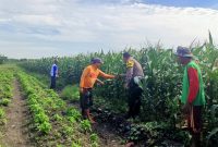 Pantau Jagung di Gempeng, Bhabinkamtibmas Perkuat Pendampingan Kelompok Tani