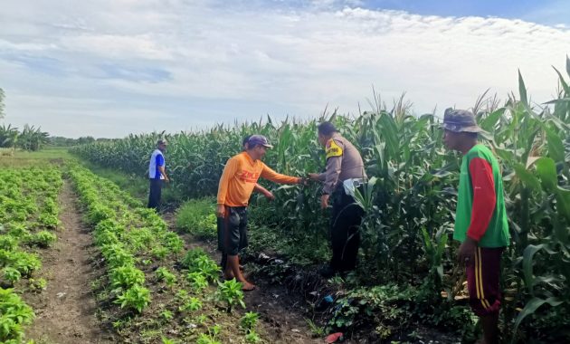 Pantau Jagung di Gempeng, Bhabinkamtibmas Perkuat Pendampingan Kelompok Tani