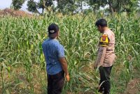 Bhabinkamtibmas Polsek Rembang Pantau Lahan Jagung Warga Dukung Asta Cita Ketahanan Pangan