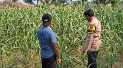 Bhabinkamtibmas Polsek Rembang Pantau Lahan Jagung Warga Dukung Asta Cita Ketahanan Pangan