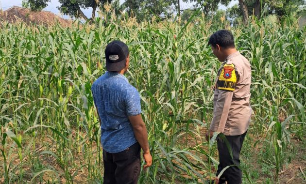 Bhabinkamtibmas Polsek Rembang Pantau Lahan Jagung Warga Dukung Asta Cita Ketahanan Pangan