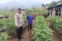 Bhabinkamtibmas Polsek Nongkojajar Dampingi Warga Pantau Tanaman Tomat Dukung Program Ketahanan Pangan Nasional