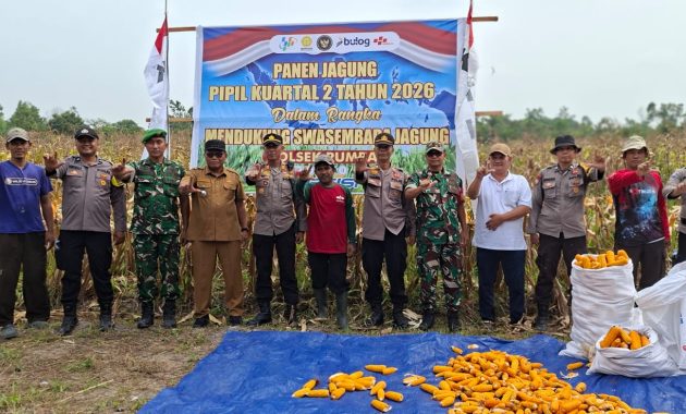 Polresta Pekanbaru Perkuat Swasembada Pangan, Polsek Rumbai Panen 3 Ton Jagung*