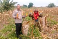 Polresta Pekanbaru Dorong Ketahanan Pangan, Polsek Binawidya Panen 1 Ton Jagung Pipil*