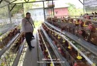 Bhabinkamtibmas Polsek Rembang Laporkan Budidaya Ayam Petelur di Kalisat Tumbuh Sehat