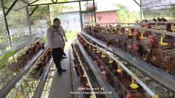 Bhabinkamtibmas Polsek Rembang Laporkan Budidaya Ayam Petelur di Kalisat Tumbuh Sehat