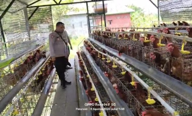 Bhabinkamtibmas Polsek Rembang Laporkan Budidaya Ayam Petelur di Kalisat Tumbuh Sehat