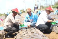 Dukung Swasembada Pangan, Polda Jatim dan Petani Tanam Bawang Putih Serentak