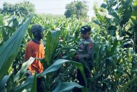 Tanaman Jagung di Dukuhsari Tumbuh Subur, Bhabinkamtibmas Dorong Pemanfaatan Lahan Produktif