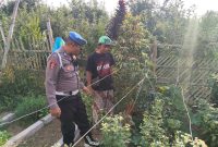 Bhabinkamtibmas Turut Serta Budidaya Tanaman Tomat di Lahan P2B Desa Tutur