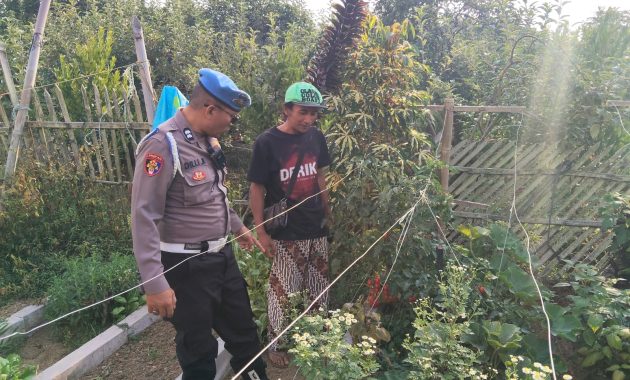 Bhabinkamtibmas Turut Serta Budidaya Tanaman Tomat di Lahan P2B Desa Tutur