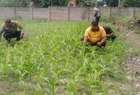 Polresta Pekanbaru Dorong Swasembada Pangan, Personel Polsek Binawidya Aktif Rawat Tanaman Jagung