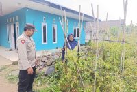 Bhabinkamtibmas Polsek Nongkojajar Pantau Tanaman Cabe, Dukung Program Ketahanan Pangan Nasional