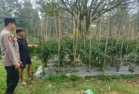 Bhabinkamtibmas Polsek Nongkojajar Pantau Tanaman Cabai, Dorong Masyarakat Perkuat Ketahanan Pangan