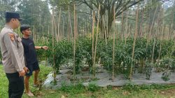 Bhabinkamtibmas Polsek Nongkojajar Pantau Tanaman Cabai, Dorong Masyarakat Perkuat Ketahanan Pangan
