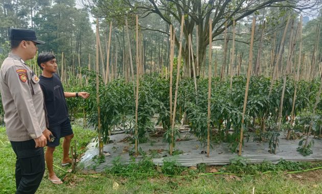 Bhabinkamtibmas Polsek Nongkojajar Pantau Tanaman Cabai, Dorong Masyarakat Perkuat Ketahanan Pangan