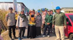 Panen Jagung Bantuan Pemerintah di Sambisirah Kenalkan Modernisasi Pertanian