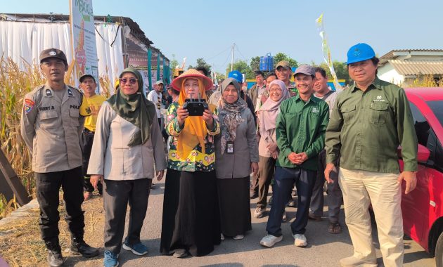 Panen Jagung Bantuan Pemerintah di Sambisirah Kenalkan Modernisasi Pertanian