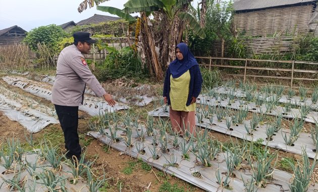 Bhabinkamtibmas Nongkojajar Pantau Tanaman Bawang Merah, Dukung Ketahanan Pangan Nasional