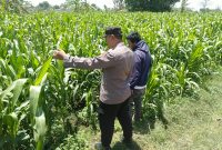 Bhabinkamtibmas Sukorejo Pantau Pertumbuhan Tanaman Jagung, Dukung Program Ketahanan Pangan