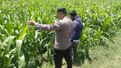 Bhabinkamtibmas Sukorejo Pantau Pertumbuhan Tanaman Jagung, Dukung Program Ketahanan Pangan
