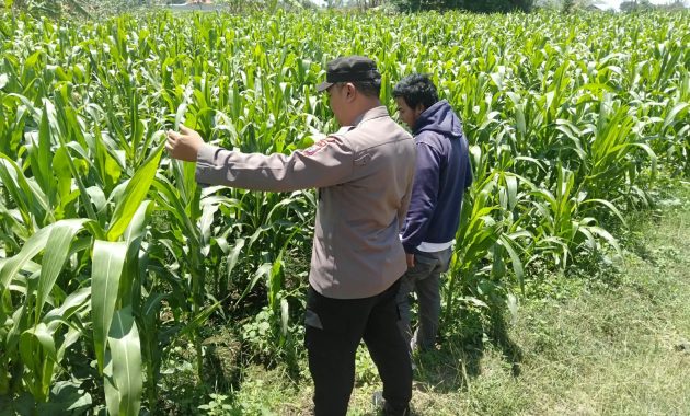 Bhabinkamtibmas Sukorejo Pantau Pertumbuhan Tanaman Jagung, Dukung Program Ketahanan Pangan