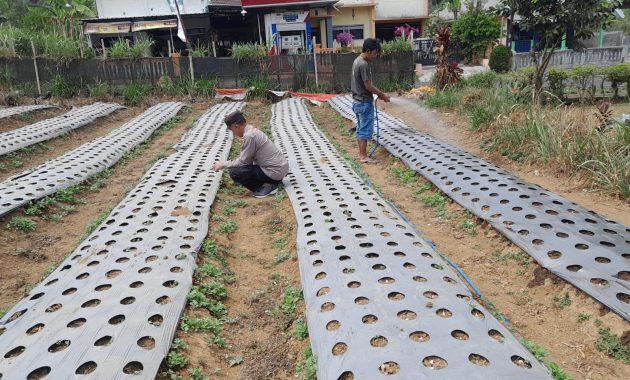 Polsek Nongkojajar Dukung Budidaya Bawang Putih di Tlogosari untuk Perkuat Ketahanan Pangan