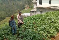 Polsek Nongkojajar Dukung Budidaya Bawang Putih di Tlogosari untuk Perkuat Ketahanan Pangan