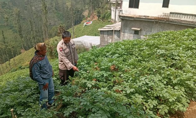 Polsek Nongkojajar Dukung Budidaya Bawang Putih di Tlogosari untuk Perkuat Ketahanan Pangan