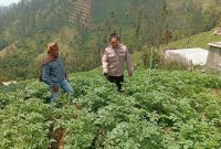 Bhabinkamtibmas Tosari Rutin Cek Tanaman Kentang, Dukung Ketahanan Pangan Warga