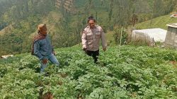 Bhabinkamtibmas Tosari Rutin Cek Tanaman Kentang, Dukung Ketahanan Pangan Warga