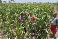 Polsek Sukorejo Dampingi Kelompok Tani Manfaatkan Lahan Produktif untuk Ketahanan Pangan