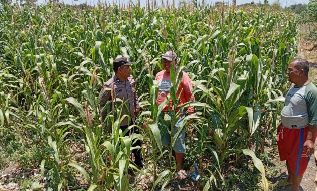 Polsek Sukorejo Dampingi Kelompok Tani Manfaatkan Lahan Produktif untuk Ketahanan Pangan