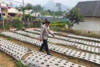 Polsek Nongkojajar Dukung Ketahanan Pangan Nasional, Pantau dan Rawat Tanaman Bawang Putih di Desa Tlogosari