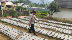 Polsek Nongkojajar Dukung Ketahanan Pangan Nasional, Pantau dan Rawat Tanaman Bawang Putih di Desa Tlogosari