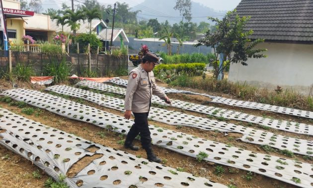 Polsek Nongkojajar Dukung Ketahanan Pangan Nasional, Pantau dan Rawat Tanaman Bawang Putih di Desa Tlogosari