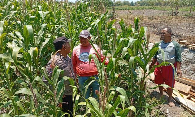 BHABINKAMTIBMAS POLSEK SUKOREJO GERAKKAN WARGA MANFAATKAN LAHAN, DUKUNG KETAHANAN PANGAN ASTA CITA PRESIDEN